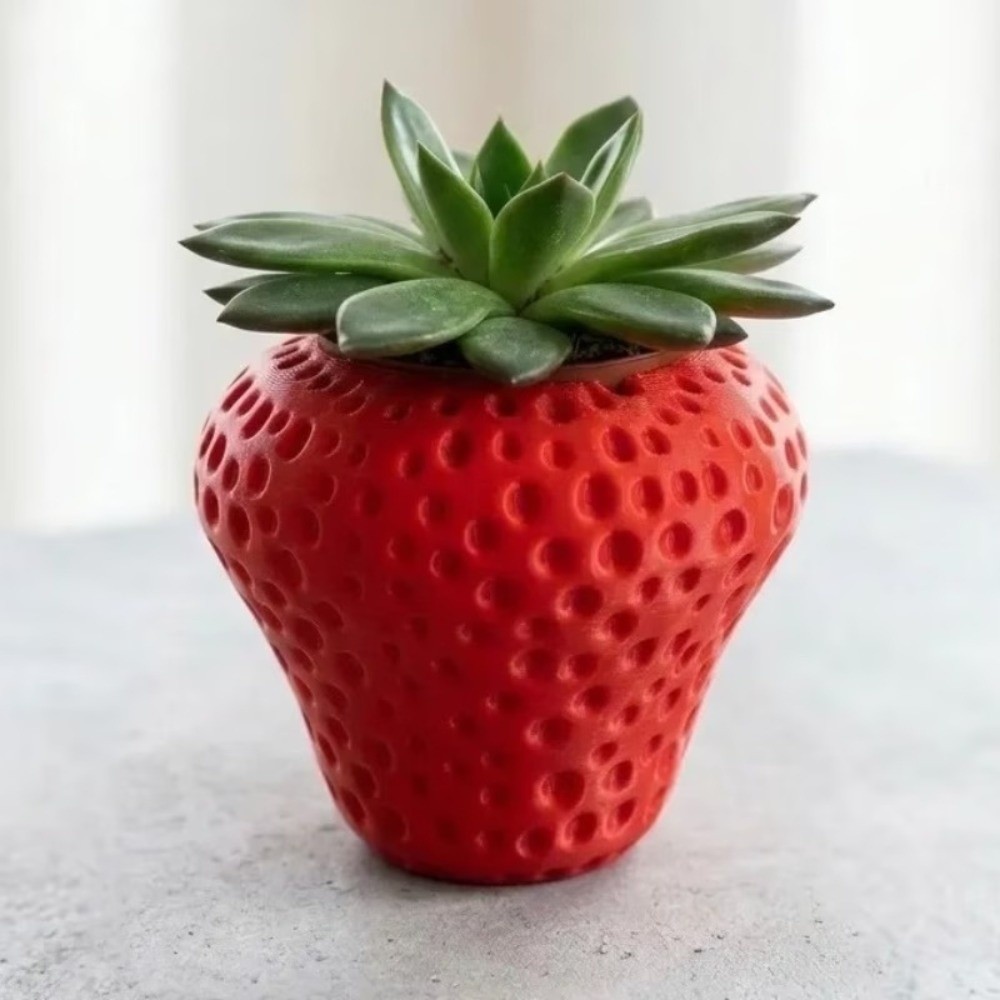 Maceta de Plástico para Frutas - Echeveria Succulent reseña y precio
