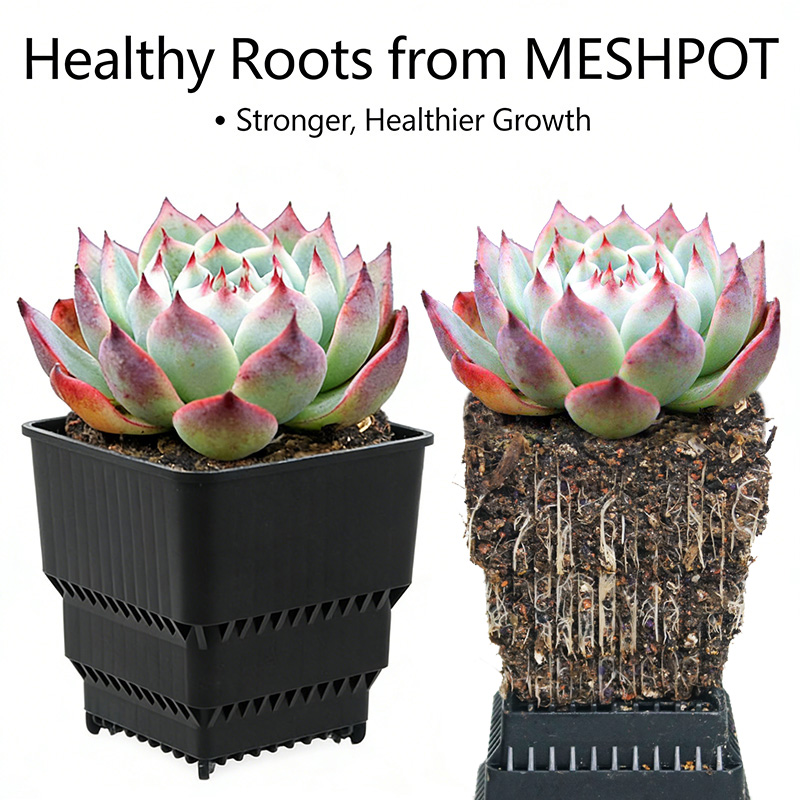 MESHPOT Juego de 6 Macetas Cua - Echeveria Succulent reseña y precio